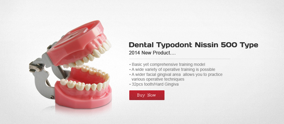 Dental Typodont Nissin 500 Type